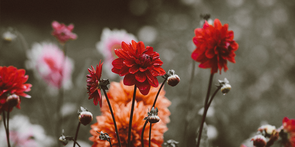 consciousness-in-plants
